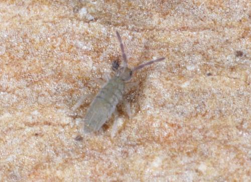 Réf. 325 432 : Entomobrya marginata